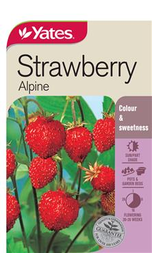 STRAWBERRY SEEDS  - ALPINE - YATES