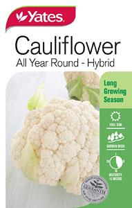 CAULIFLOWER SEEDS - ALL YEAR ROUND - YATES